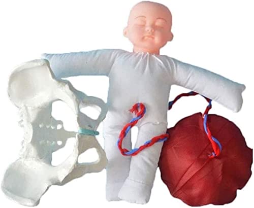 1 Stück lebensgroßes weibliches Beckenmodell for die Geburtsvorbereitung | Anatomisches Beckenbodenmuskelmodell for die Gynäkologie 1 Stück lebensgroßes weibliches Beckenmodell for die Geburtsvorbereitung | Anatomisches Beckenbodenmuskelmodell for die Gynäkologie von ITITI