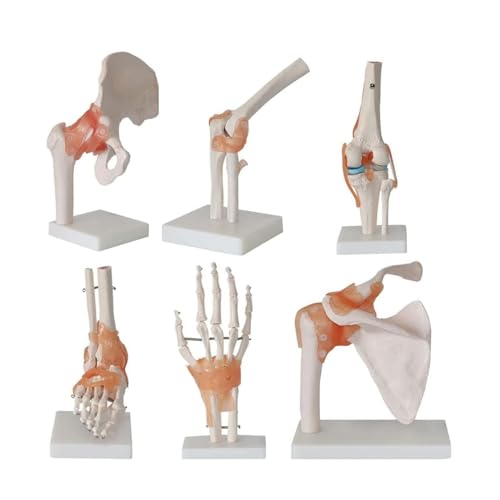 6-teiliges Modellset for menschliche Gelenke – anatomisches Skelettmodell – inklusive Knöchel-, Knie-, Hüft-, Schulter-, Ellbogen- und Handgelenksgelenken 6-teiliges Modellset for menschliche Gelenke – anatomisches Skelettmodell – inklusive Knöchel-, Knie-, Hüft-, Schulter-, Ellbogen- und Handgelenksgelenken von ITITI