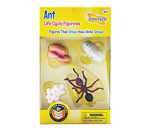 Insect Lore Lebenszyklusphasen Ameise von Insect Lore