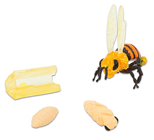Insect Lore 48133 - Biene Life Cycle Stages, c1 Insect Lore 48133 - Biene Life Cycle Stages, c1 von Insect Lore