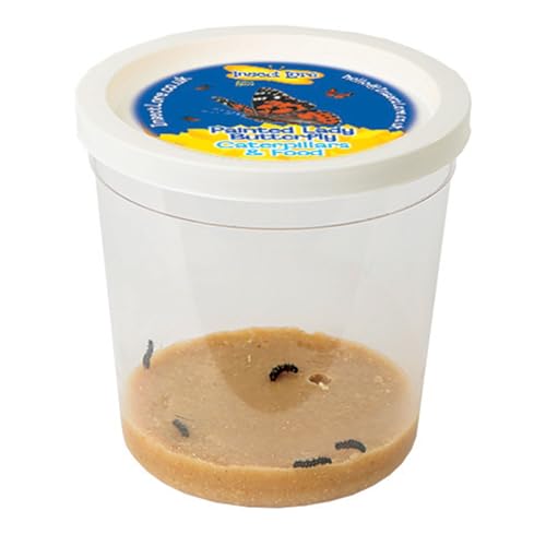 Insect Lore - Schmetterlingsgarten Raupennachfullset - 1 Becher von Insect Lore