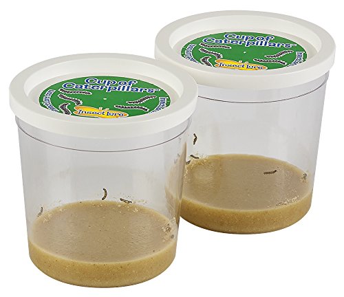 Insect Lore Two Live Cups of Caterpillars von Insect Lore