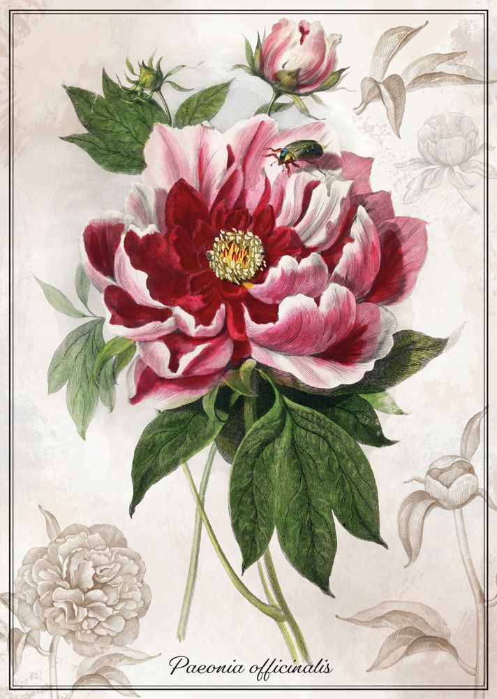 Interdruk Botanic Collection - Peony 1000 Teile Puzzle Interdruk-384959 von Interdruk