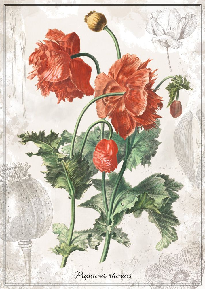 Interdruk Botanic Collection - Poppy 1000 Teile Puzzle Interdruk-384942 von Interdruk