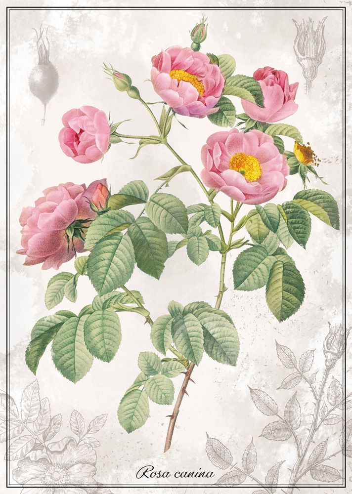 Interdruk Botanic Collection - Rose 1000 Teile Puzzle Interdruk-384935 von Interdruk