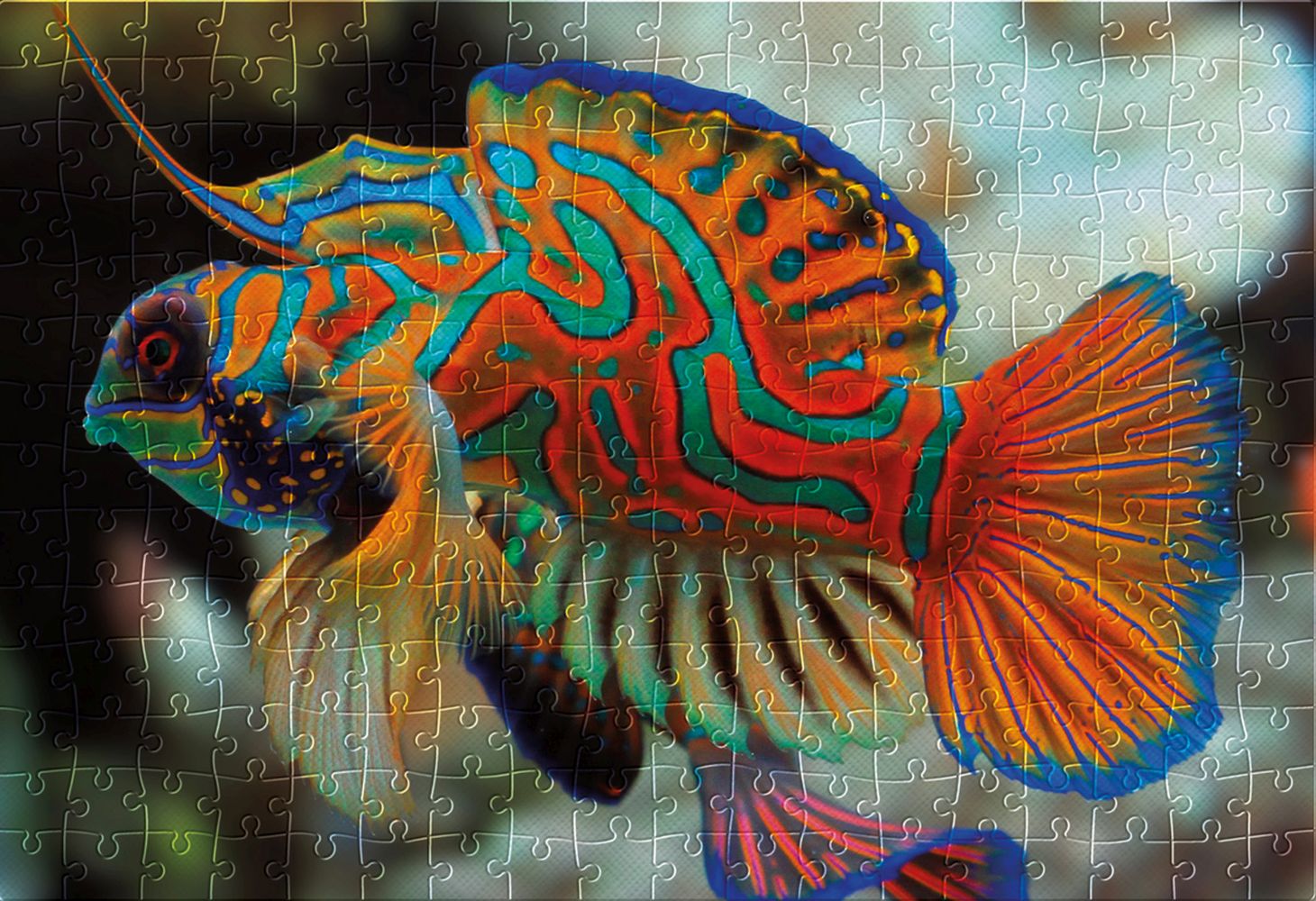 Interdruk Colourful Nature - Mandarinfish 250 Teile Puzzle Interdruk-385574 Interdruk Colourful Nature - Mandarinfish 250 Teile Puzzle Interdruk-385574 von Interdruk