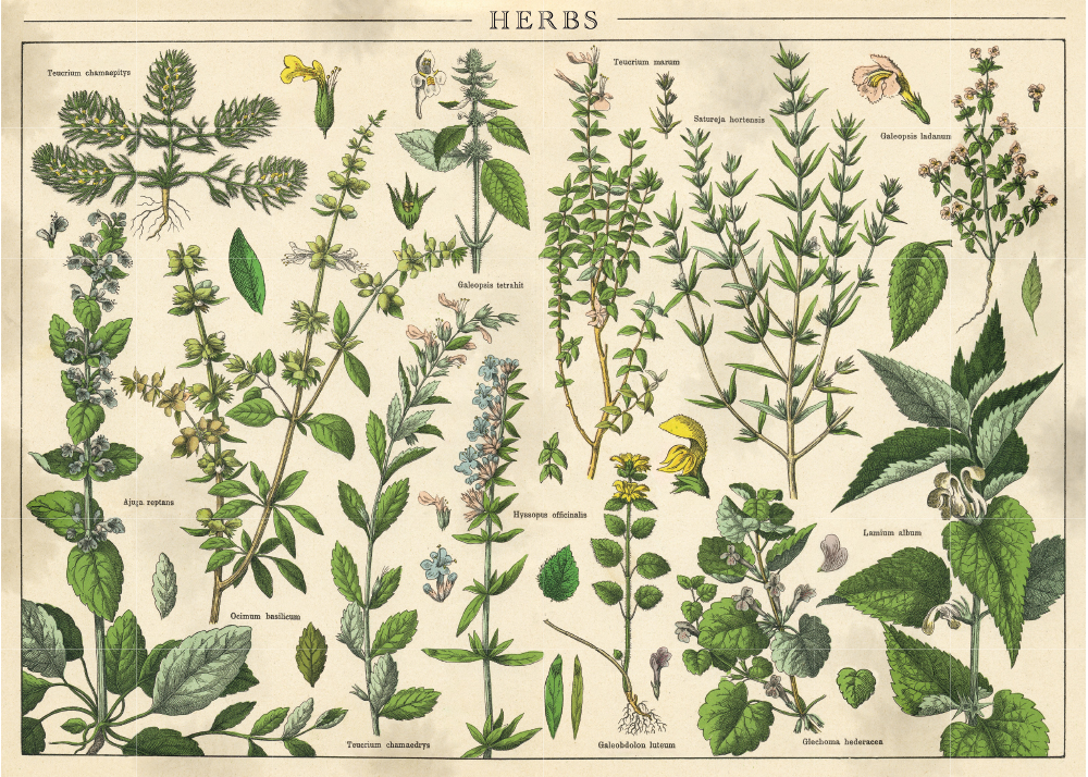 Interdruk Vintage Nature - Pflanzen 1000 Teile Puzzle Interdruk-385062 von Interdruk