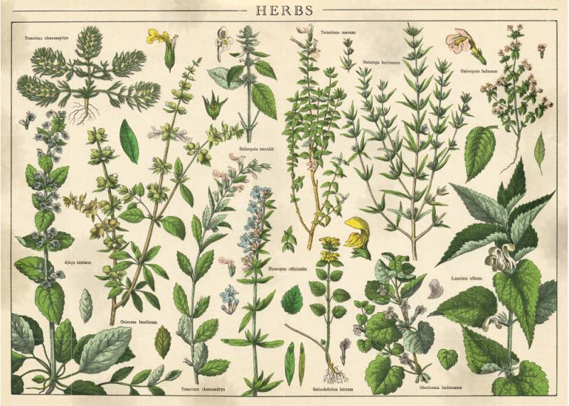 Interdruk Vintage Nature - Pflanzen 1000 Teile Puzzle Interdruk-385062 von Interdruk