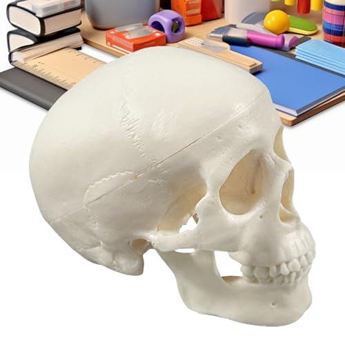Iouyjiu Schädelmodell,Anatomie Modell | Kleines Anatomie Lehrmodell Dekoration für Halloween Unterricht Wissenschaft Lernen von Iouyjiu