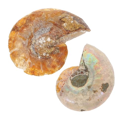 Ipetboom 2 Stücke Ammoniten Fossilien Dekoration Kreative Lehrmaterialien für und Paläontologie Glatte Oberfläche Langlebig für Schreibtisch Ornamente und Lernspielzeug Ipetboom 2 Stücke Ammoniten Fossilien Dekoration Kreative Lehrmaterialien für und Paläontologie Glatte Oberfläche Langlebig für Schreibtisch Ornamente und Lernspielzeug von Ipetboom