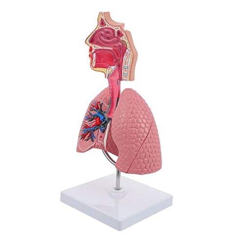 Ipetboom 1 Stück Anatomisches Lungenmodell aus Lernwerkzeug für Physiologie und und Institutionen Vivid Human Lung Display Model für Medizinstudenten und Interessierte Ipetboom 1 Stück Anatomisches Lungenmodell aus Lernwerkzeug für Physiologie und und Institutionen Vivid Human Lung Display Model für Medizinstudenten und Interessierte von Ipetboom