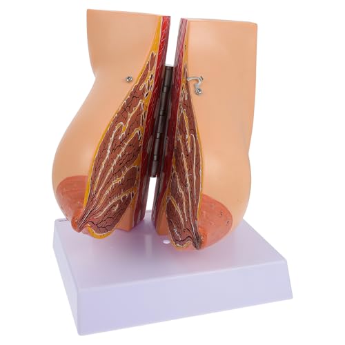Ipetboom 1 Stück Anatomisches Modell Weiblichen Brust Medizinisches Lehrmodell zur Darstellung Bruststruktur für Unterricht und Schulungen Weibliche zu Vermitteln von Ipetboom