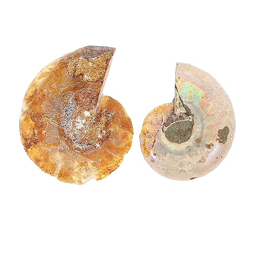 Ipetboom 10 Sätze Deko Unterrichtsmaterial Für Große Fossilien Für Paläontologie Lehre Für Natursteinliebhaber 2 Stück * 10 von Ipetboom