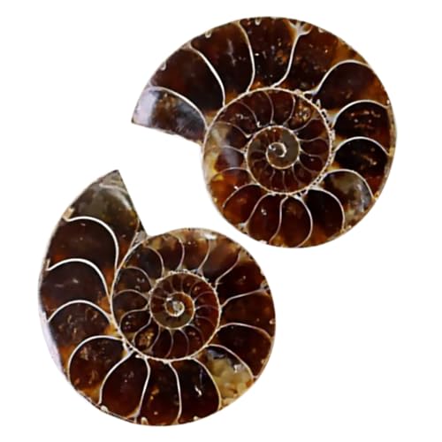 Ipetboom 2 Sätze Dekoration Fossilien Sammlung Für Unterricht Große Prähistorische Exemplare Im Opp Beutel Geeignet Für Lehrmaterial 2 Stück * 2 von Ipetboom