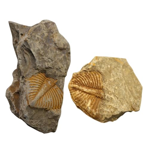 Ipetboom 2 Stück Teiliges Trilobiten Pädagogisches Paläontologie Modell Glatte Oberfläche Kindgerechtes Tischornament für Lehrzwecke und Sammlungen von Ipetboom