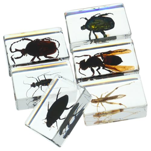Ipetboom 6 Stück Teiliges Insektenexemplar in Transparentem Vielfältige Käfersammlung als Dekorative und Lehrreiche Insektenproben für Klassenzimmer Museen und Sammler Robust und von Ipetboom