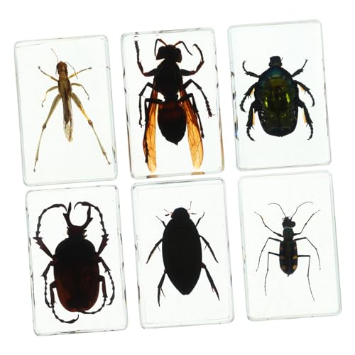Ipetboom 6 Stück Teiliges Transparenter Harzinsekten Specimen für Lehrzwecke Dekorative Insektenkunst für Schreibtische Papierbeschwerer Hochwertige Insektenkollektion mit Klarer von Ipetboom