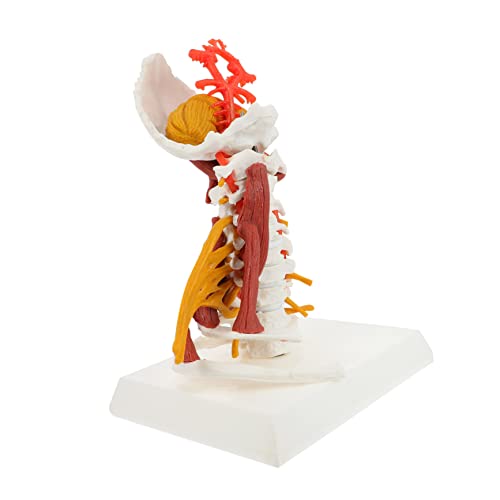 Ipetboom Cervical Spine Model aus Anatomisches Lehrmittel für Medizinische Ausbildung und Präsentation für Studenten und Fachkräfte Detaillierte Darstellung Halswirbel und Nervenstrukturen Ipetboom Cervical Spine Model aus Anatomisches Lehrmittel für Medizinische Ausbildung und Präsentation für Studenten und Fachkräfte Detaillierte Darstellung Halswirbel und Nervenstrukturen von Ipetboom