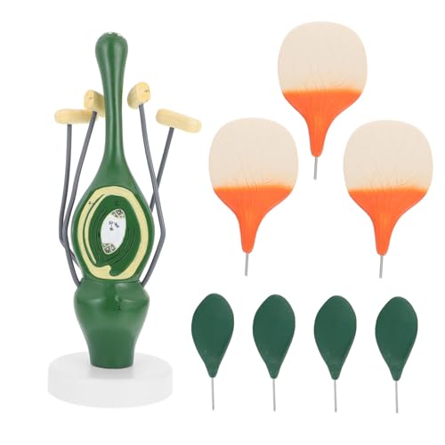 Ipetboom Dikotyle Pfirsichblüten Anatomisches Modell Pflanze Lehrmodell Vergrößert Robust Pädagogisch Ipetboom Dikotyle Pfirsichblüten Anatomisches Modell Pflanze Lehrmodell Vergrößert Robust Pädagogisch von Ipetboom