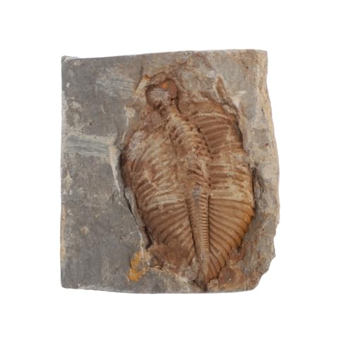 Ipetboom Echtes Trilobiten Paleontologie Original Fossilien Sammlerstück Antikes Meereslebewesen Lehrmodell für Biologie Unterricht von Ipetboom