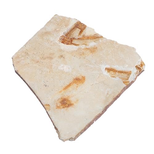 Ipetboom Fossiles Versteinertes Fischmodell Simulation Lehrmittel Paläontologie Dekoration für Klassenzimmer und Labor ohne Sockel Pädagogisches Fossilienexemplar Ipetboom Fossiles Versteinertes Fischmodell Simulation Lehrmittel Paläontologie Dekoration für Klassenzimmer und Labor ohne Sockel Pädagogisches Fossilienexemplar von Ipetboom