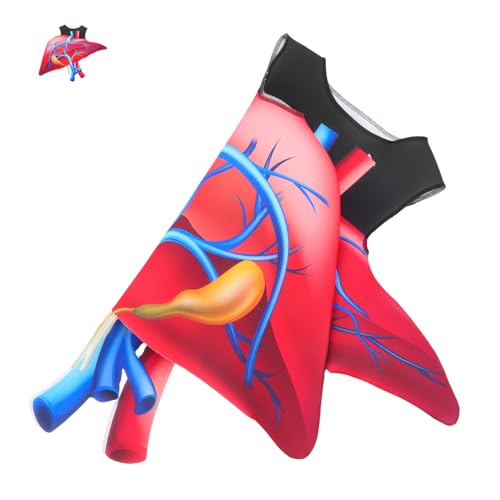 Ipetboom Halloween Herz Kostüm Realistisches Organ Cosplay Outfit für Bühnenauftritte Schulfeiern Fasching Einzigartiges Herzthema Verkleidung Pädagogisch Vielseitig Ipetboom Halloween Herz Kostüm Realistisches Organ Cosplay Outfit für Bühnenauftritte Schulfeiern Fasching Einzigartiges Herzthema Verkleidung Pädagogisch Vielseitig von Ipetboom