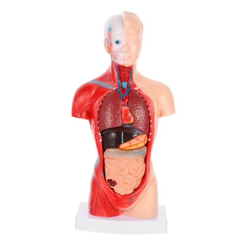 Ipetboom Human Modell Herz Innenorgane Torso Medizinisches Lehrmodell Abnehmbar Robust für Medizinstudenten und Unterricht zur Des Menschlichen Körpers Ipetboom Human Modell Herz Innenorgane Torso Medizinisches Lehrmodell Abnehmbar Robust für Medizinstudenten und Unterricht zur Des Menschlichen Körpers von Ipetboom