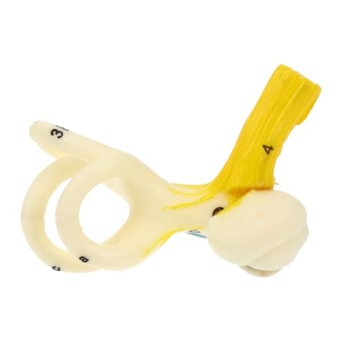 Ipetboom Innenohrmodell Anatomiemodell Gehörgangsmodell Medizinisches Modell Ohr Anatomisches Modell Gehörgangsstruktur Gehörgang Lehrmodell Aus Kunststoff Ipetboom Innenohrmodell Anatomiemodell Gehörgangsmodell Medizinisches Modell Ohr Anatomisches Modell Gehörgangsstruktur Gehörgang Lehrmodell Aus Kunststoff von Ipetboom