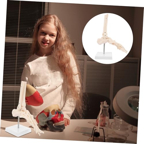 Ipetboom Lebensgroßes Anatomisches Fußgelenkmodell aus PVC Plastisches Menschliches Fußknochen und Sprunggelenk Skelettmodell für Medizinische Ausbildung Wissenschaftliche Studien und Ipetboom Lebensgroßes Anatomisches Fußgelenkmodell aus PVC Plastisches Menschliches Fußknochen und Sprunggelenk Skelettmodell für Medizinische Ausbildung Wissenschaftliche Studien und von Ipetboom