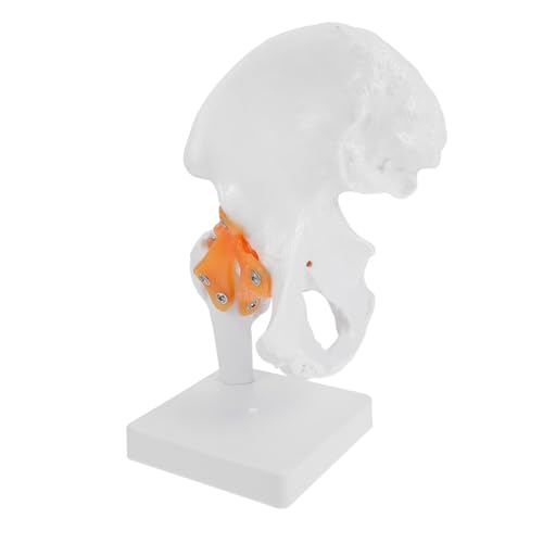 Ipetboom Lebensgroßes Hüftgelenk Modell aus Robustem PVC Kunststoff Anatomisches Femur Gelenk Skelettmodell für Medizinische Ausbildung Orthopädische Schulung und Patientenerklärung Ipetboom Lebensgroßes Hüftgelenk Modell aus Robustem PVC Kunststoff Anatomisches Femur Gelenk Skelettmodell für Medizinische Ausbildung Orthopädische Schulung und Patientenerklärung von Ipetboom