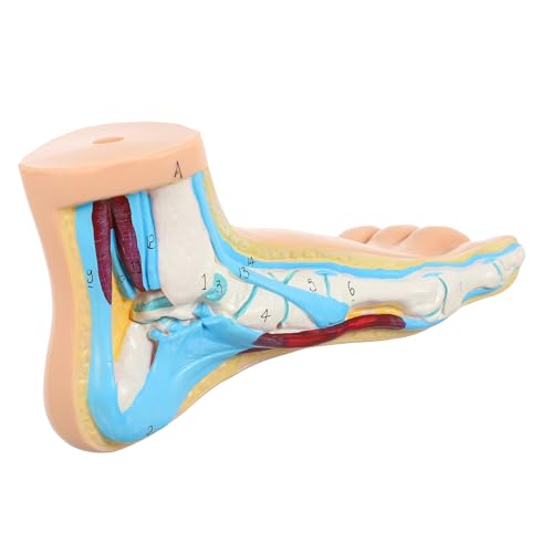 Ipetboom Medizinisches Fußmodell aus Langlebigem Vinyl Anatomisches Normalfuß Skelett Lehrmodell für Schule und Training Realistische Menschliche Fußform zur Fußanatomievermittlung Ipetboom Medizinisches Fußmodell aus Langlebigem Vinyl Anatomisches Normalfuß Skelett Lehrmodell für Schule und Training Realistische Menschliche Fußform zur Fußanatomievermittlung von Ipetboom