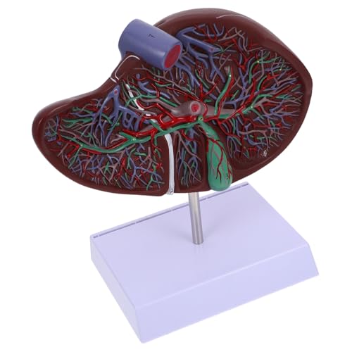 Ipetboom Medizinisches Lebermodell aus Kunststoff mit Basis Realistisches Anatomisches Menschliches Organ Lehrmodell für Ärzte Studenten und Medizinische Ausbildung Ipetboom Medizinisches Lebermodell aus Kunststoff mit Basis Realistisches Anatomisches Menschliches Organ Lehrmodell für Ärzte Studenten und Medizinische Ausbildung von Ipetboom