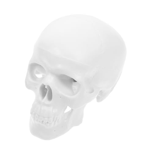 Ipetboom Mini Schädelmodell Anatomisches Modell für Menschliche mit Beweglichem für Studierende Dekoration und Kunst Langlebig und Leicht zu Reinigen Ipetboom Mini Schädelmodell Anatomisches Modell für Menschliche mit Beweglichem für Studierende Dekoration und Kunst Langlebig und Leicht zu Reinigen von Ipetboom
