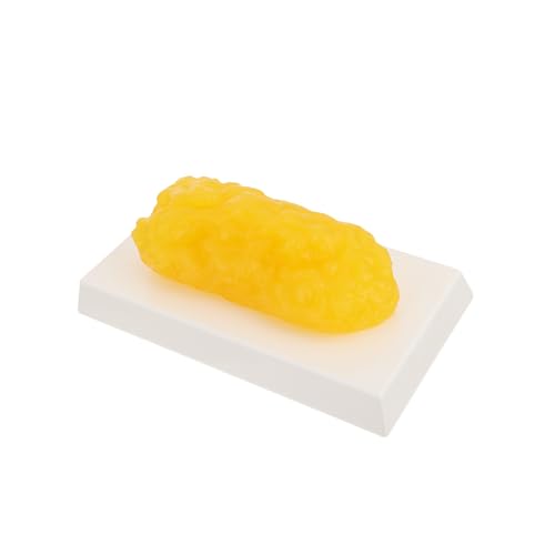 Ipetboom Plastisches Körperfettmodell Gelbes Realistisches Fettgewebe Demonstrationsmodell für Schüler Authentische Anatomische Darstellung von Ipetboom