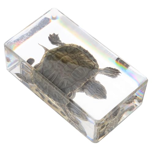 Ipetboom Realistische Schildkrötenfigur aus Harz Robustes Tiermodell mit Feiner Verarbeitung Multifunktionale Deko für Kleine Schildkröten Statue für Zuhause und Aquarium von Ipetboom