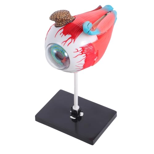 Ipetboom Realistisches Augenmodell Lernspielzeug für Anatomisches Augapfel Puzzle Pädagogisches Wissenschaftsmodell Sicher und Kindgerecht für Zuhause Schule Kindergarten Ipetboom Realistisches Augenmodell Lernspielzeug für Anatomisches Augapfel Puzzle Pädagogisches Wissenschaftsmodell Sicher und Kindgerecht für Zuhause Schule Kindergarten von Ipetboom