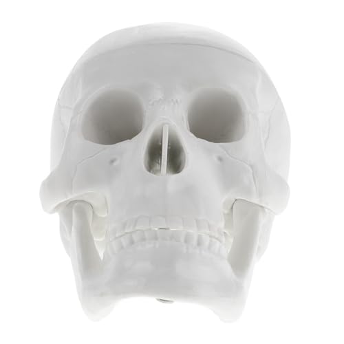 Ipetboom Realistisches Mini Schädelmodell aus robustem PVC detailgetreues menschliches Skelett Kleines handliches Skelettmodell für Medizinstudenten Halloween Deko und Unterrichtszwecke von Ipetboom