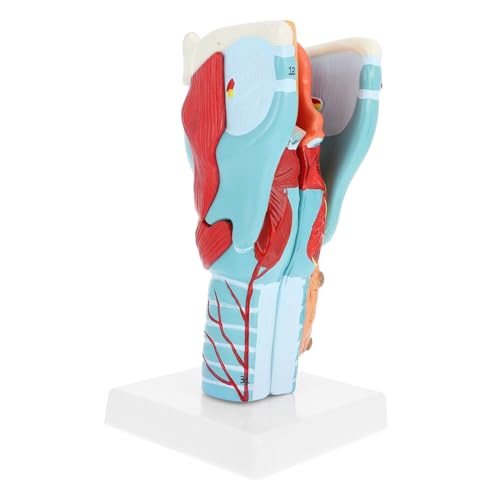 Ipetboom Vergrößertes Anatomisches Kehlkopfmodell Lebensgröße Pvc material Detailreiches Menschliches Hals anatomie Modell für Schule Medizinische Lehre und Patientenaufklärung Ipetboom Vergrößertes Anatomisches Kehlkopfmodell Lebensgröße Pvc material Detailreiches Menschliches Hals anatomie Modell für Schule Medizinische Lehre und Patientenaufklärung von Ipetboom