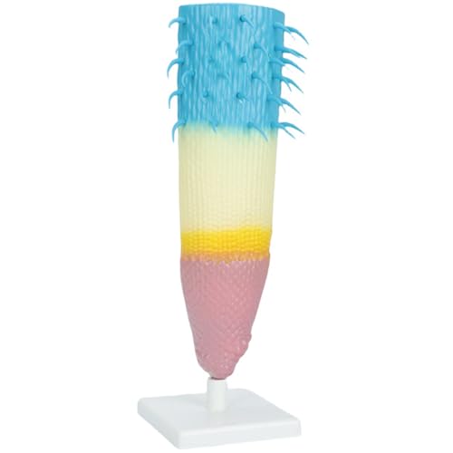 Pflanzenwurzel-Anatomie-Modell, realistische PVC-anatomische Modelle für den Unterricht, Demonstration und Wissenschaftsbildung, Strukturmodell Pflanzenwurzel-Anatomie-Modell, realistische PVC-anatomische Modelle für den Unterricht, Demonstration und Wissenschaftsbildung, Strukturmodell von Itkcozcg