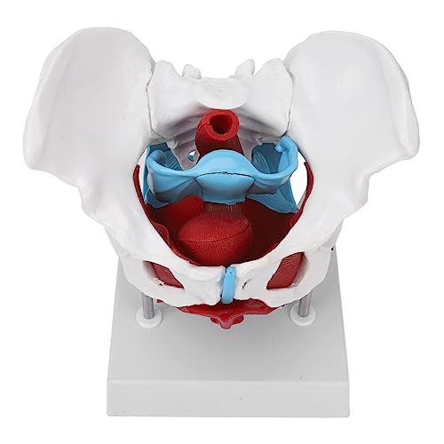 Itonash Weibliches Beckenmodell, Abnehmbare Beckenbodenanatomiemodell mit Stabiler Basis für die Hebammenlehre, Klinische Demonstration von Itonash