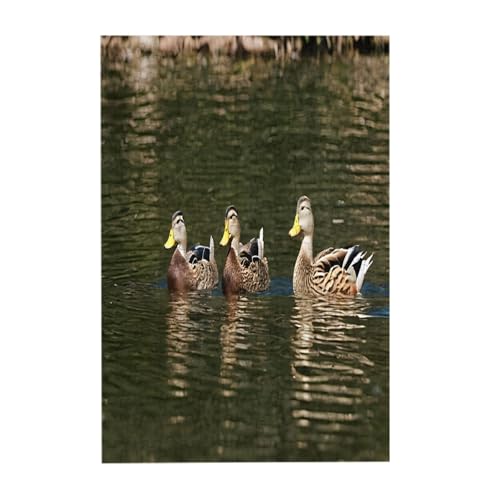 Loon Nature Bird – Druck 300 Teile Bilderpuzzle – Holz für Erwachsene, Familienspaß und Entspannungsgeschenk Loon Nature Bird – Druck 300 Teile Bilderpuzzle – Holz für Erwachsene, Familienspaß und Entspannungsgeschenk von JAYWIS