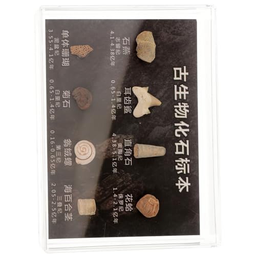JECOMPRIS 1 Box Exemplar Dinosaurier Meer Geode Wissenschaft Requisiten Sammlung Probe Figuren Ornament Stein Verzierungen Grabungsset Echtes Modell Schüler Unterrichten Kleiner von JECOMPRIS