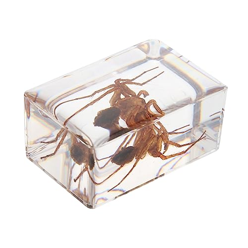 JECOMPRIS 1pc Insekt Harz Probe Student Biologie Bildung Probe Natürliche Attraktive JECOMPRIS 1pc Insekt Harz Probe Student Biologie Bildung Probe Natürliche Attraktive von JECOMPRIS
