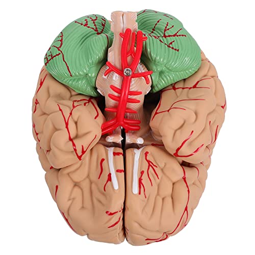JECOMPRIS 1 Stk. Gehirnmodell Menschliche Anatomie Die Körper Für Herz Neurowissenschaften Anatomisch Miniatur Organe Mann-gehirn-modell Pvc Rosa JECOMPRIS 1 Stk. Gehirnmodell Menschliche Anatomie Die Körper Für Herz Neurowissenschaften Anatomisch Miniatur Organe Mann-gehirn-modell Pvc Rosa von JECOMPRIS