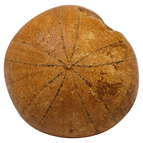 JECOMPRIS 1 Stück Fossiles Exemplar Eines Seeigels Seeigel-verzierung Schüler Unterrichten Probe Seeigel Pädagogisches Lehrwerkzeug Dekoration Desktop-ornament Modell Schmuck JECOMPRIS 1 Stück Fossiles Exemplar Eines Seeigels Seeigel-verzierung Schüler Unterrichten Probe Seeigel Pädagogisches Lehrwerkzeug Dekoration Desktop-ornament Modell Schmuck von JECOMPRIS