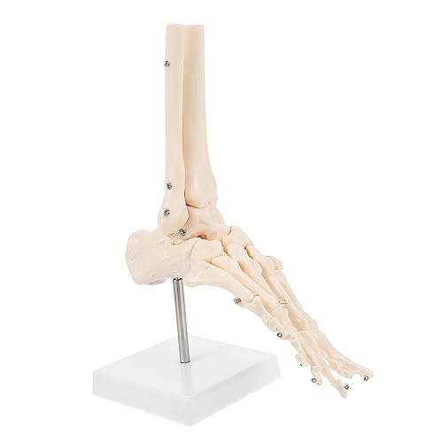 JECOMPRIS 1 Stück Fuß Anatomie Mini Skelett menschlich Modell Anatomie molekular Fußgelenkmodell Fußknochenmodell Anatomisches PVC-Modell Sprunggelenk modell anatomisches Modell JECOMPRIS 1 Stück Fuß Anatomie Mini Skelett menschlich Modell Anatomie molekular Fußgelenkmodell Fußknochenmodell Anatomisches PVC-Modell Sprunggelenk modell anatomisches Modell von JECOMPRIS