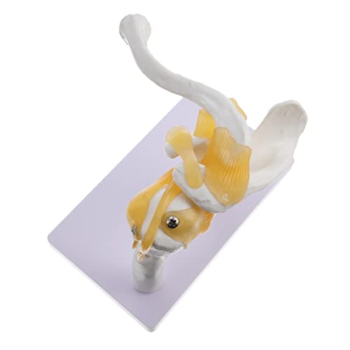 JECOMPRIS 1 Stück Schultermodell Anatomiemodell Menschliches Skelettmodell Gemeinsames Modell Anatomisch Knochenmodell Schultergelenkmodell Pvc von JECOMPRIS