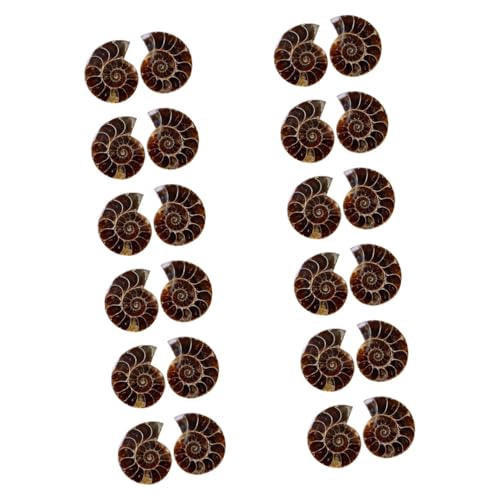 JECOMPRIS 12 Sätze Ammonit- -marke Dinosaurierknochen Exemplare Alte Probe Tiere Versteinert Paläontologie Entdeckung Geode Muschelexemplar Wissenschaft Amethyst 2 Stück * 12 JECOMPRIS 12 Sätze Ammonit- -marke Dinosaurierknochen Exemplare Alte Probe Tiere Versteinert Paläontologie Entdeckung Geode Muschelexemplar Wissenschaft Amethyst 2 Stück * 12 von JECOMPRIS
