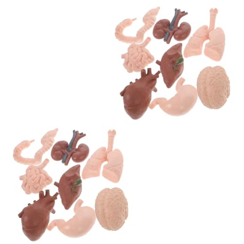 JECOMPRIS 16 Stk menschliches Organmodell Modell des menschlichen Organsystems Orgelpädagogisches Spielzeug Babyspielzeug Werkzeug Lehrmittel für den Unterricht Lehrhilfe 3d JECOMPRIS 16 Stk menschliches Organmodell Modell des menschlichen Organsystems Orgelpädagogisches Spielzeug Babyspielzeug Werkzeug Lehrmittel für den Unterricht Lehrhilfe 3d von JECOMPRIS