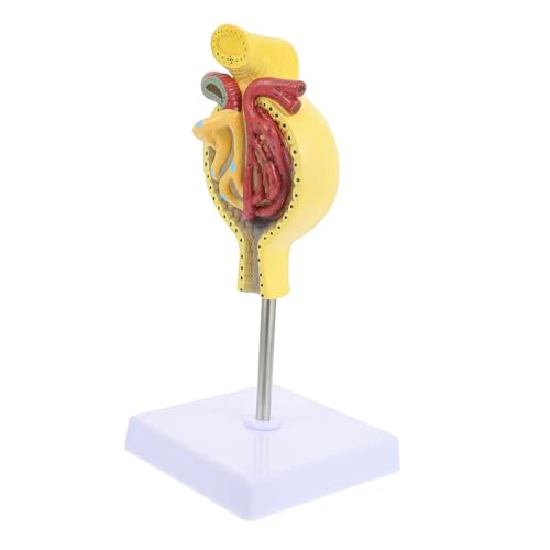 JECOMPRIS 1Stk Glomeruläres Modell Glomerulus-Modell anzeigen Modell des menschlichen Körpers für Kinder Nierenkörpermodell Nierenkörper-Unterrichtsmodell Modelle Glomerulus-Show-Modell PVC von JECOMPRIS